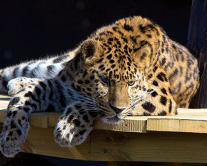 Preview wallpaper leopard, lying, dog, muzzle, hunting, attention, table