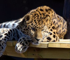 Preview wallpaper leopard, lying, dog, muzzle, hunting, attention, table