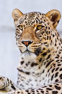 Preview wallpaper leopard, lying, face, predator