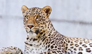 Preview wallpaper leopard, lying, face, predator