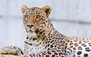 Preview wallpaper leopard, lying, face, predator