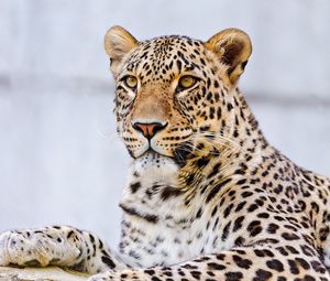 Preview wallpaper leopard, lying, face, predator