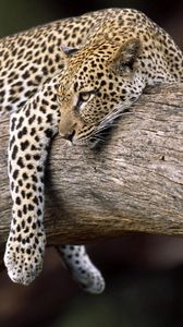 Preview wallpaper leopard, lying, tree