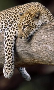 Preview wallpaper leopard, lying, tree