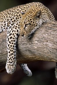 Preview wallpaper leopard, lying, tree