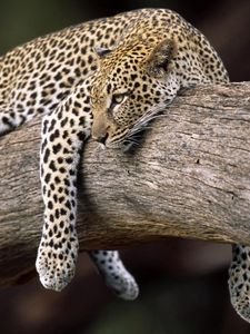 Preview wallpaper leopard, lying, tree