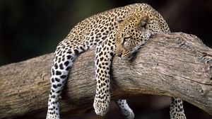 Preview wallpaper leopard, lying, tree