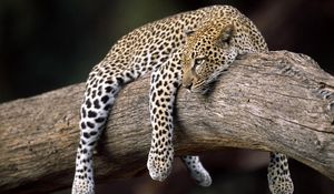 Preview wallpaper leopard, lying, tree