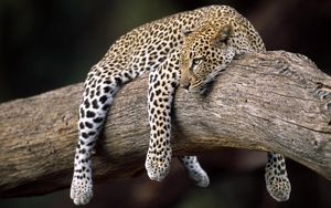 Preview wallpaper leopard, lying, tree