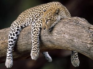 Preview wallpaper leopard, lying, tree