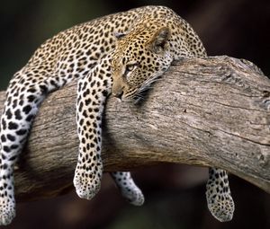 Preview wallpaper leopard, lying, tree