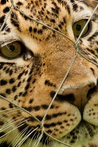 Preview wallpaper leopard, mesh, spotted, predator