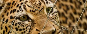 Preview wallpaper leopard, mesh, spotted, predator