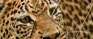 Preview wallpaper leopard, mesh, spotted, predator