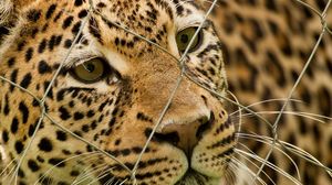 Preview wallpaper leopard, mesh, spotted, predator