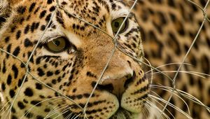 Preview wallpaper leopard, mesh, spotted, predator