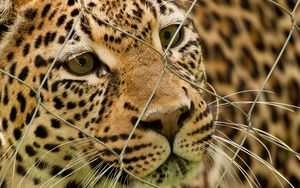 Preview wallpaper leopard, mesh, spotted, predator