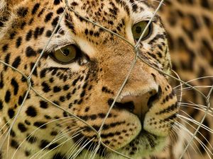 Preview wallpaper leopard, mesh, spotted, predator