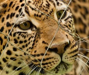 Preview wallpaper leopard, mesh, spotted, predator