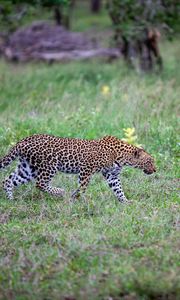 Preview wallpaper leopard, movement, big cat, predator, wildlife