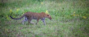 Preview wallpaper leopard, movement, big cat, predator, wildlife