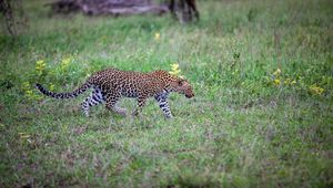 Preview wallpaper leopard, movement, big cat, predator, wildlife