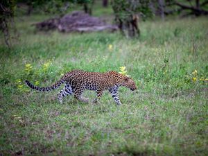 Preview wallpaper leopard, movement, big cat, predator, wildlife