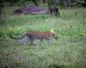 Preview wallpaper leopard, movement, big cat, predator, wildlife