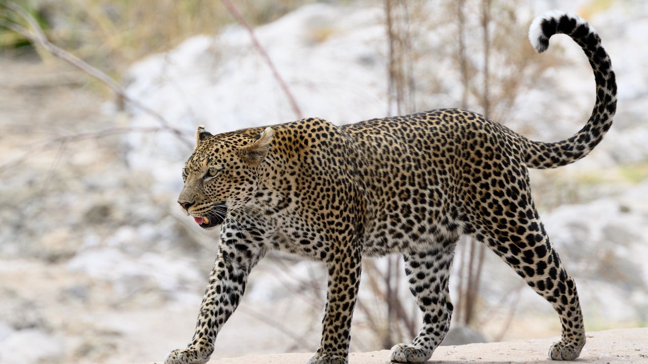 Wallpaper leopard, movement, predator, big cat, animal, snow