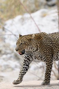 Preview wallpaper leopard, movement, predator, big cat, animal, snow