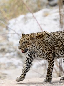 Preview wallpaper leopard, movement, predator, big cat, animal, snow