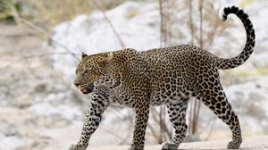 Preview wallpaper leopard, movement, predator, big cat, animal, snow