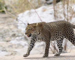 Preview wallpaper leopard, movement, predator, big cat, animal, snow