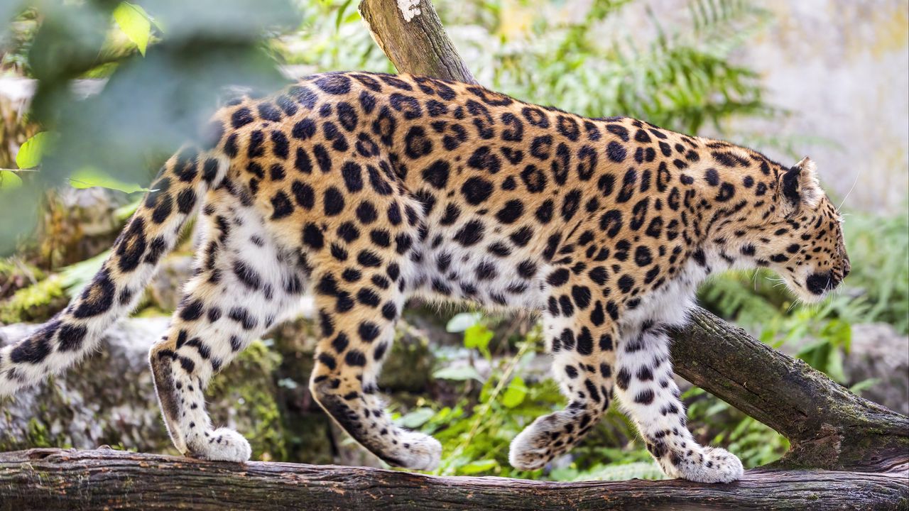 Wallpaper leopard, movement, predator, big cat, animal