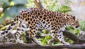 Preview wallpaper leopard, movement, predator, big cat, animal