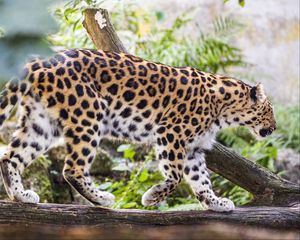 Preview wallpaper leopard, movement, predator, big cat, animal