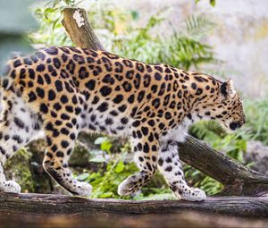 Preview wallpaper leopard, movement, predator, big cat, animal