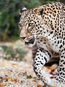 Preview wallpaper leopard, movement, predator, big cat, animal, paw