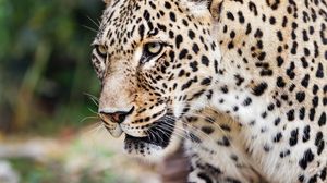 Preview wallpaper leopard, movement, predator, big cat, animal, paw