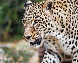 Preview wallpaper leopard, movement, predator, big cat, animal, paw