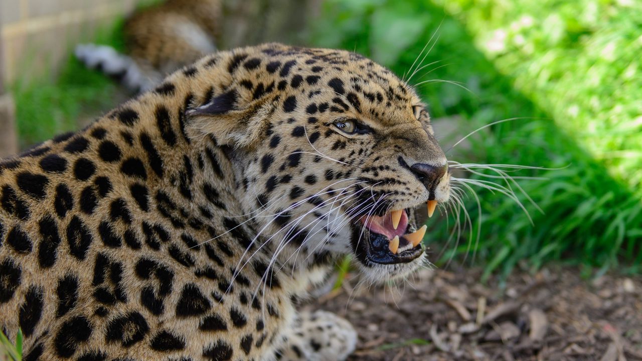 Wallpaper leopard, muzzle, aggression, teeth, grass
