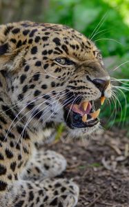 Preview wallpaper leopard, muzzle, aggression, teeth, grass