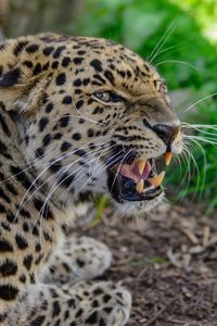 Preview wallpaper leopard, muzzle, aggression, teeth, grass