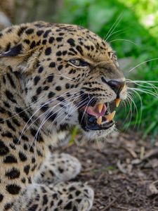 Preview wallpaper leopard, muzzle, aggression, teeth, grass