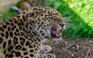 Preview wallpaper leopard, muzzle, aggression, teeth, grass