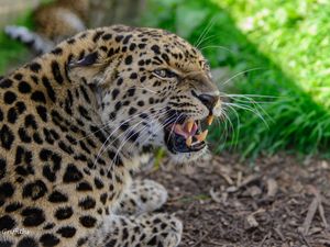 Preview wallpaper leopard, muzzle, aggression, teeth, grass