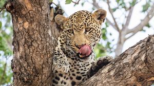 Preview wallpaper leopard, muzzle, big cat, predator, tree