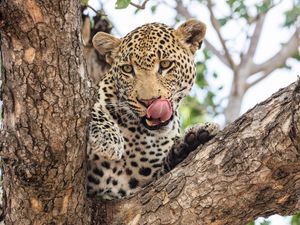 Preview wallpaper leopard, muzzle, big cat, predator, tree