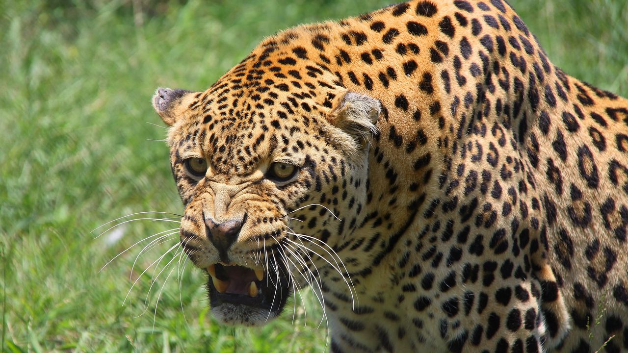 Wallpaper leopard, muzzle, big cat, predator, teeth, aggression