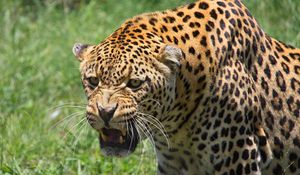 Preview wallpaper leopard, muzzle, big cat, predator, teeth, aggression